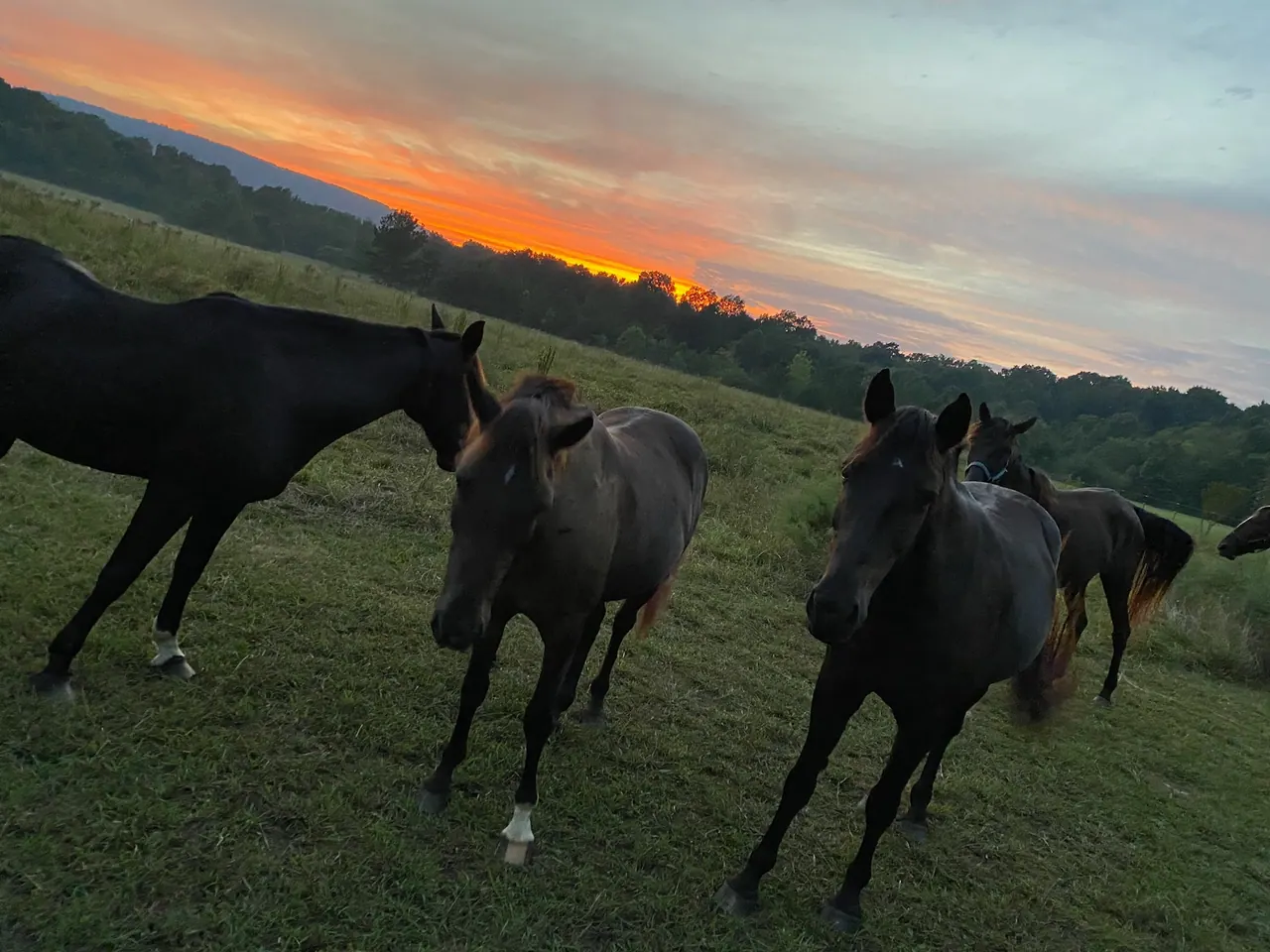 The Neigh-ture herd in the pasture at sunset